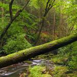 The Forest of Nod